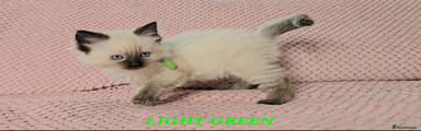 Light green Princess