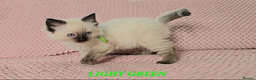 Ragdoll cats for sale: Ragdoll girl chocolate point & blue point - Advert 5