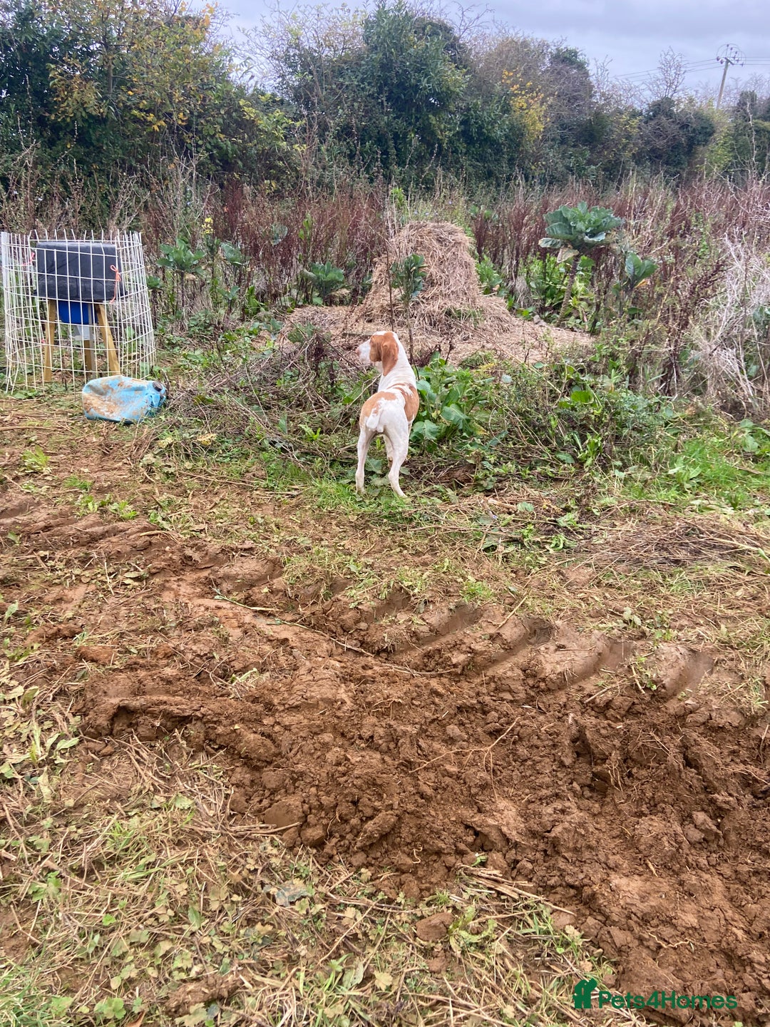 Bracco Italiano dogs for sale: 🌟 TOP BREEDER 2021,22,22,24,25🌟 - Image 20