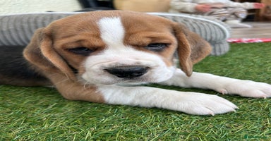 Beagle dogs - Advert 15