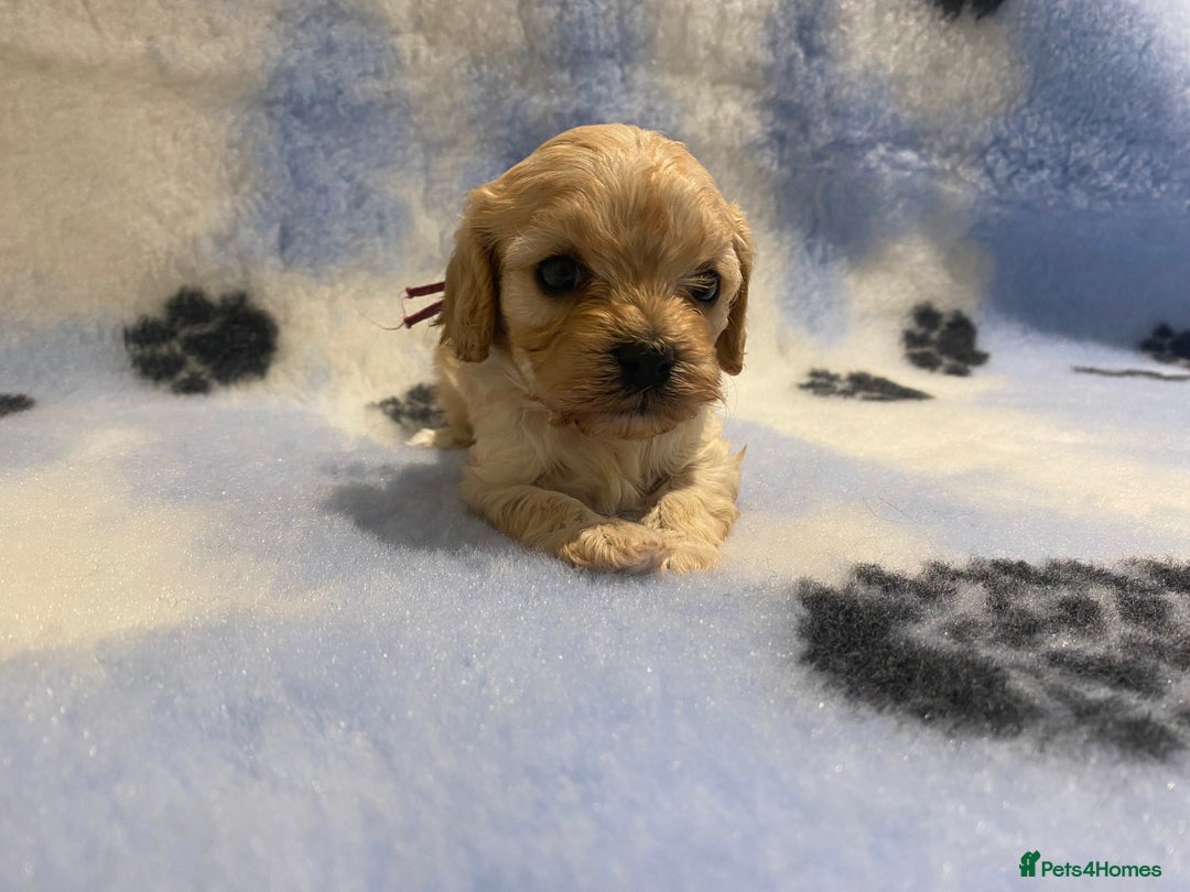 Cavapoo dogs for sale: 5 apricot cavapoo puppies - Advert 11