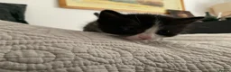 Domestic Shorthair cats for sale: Beautiful kittens ready in 5 weeks - Advert 16