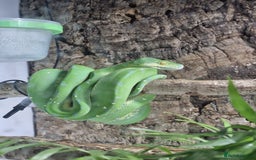 Python Snake reptiles for sale: Green tree python type Manokwari Jayapura - Image 5