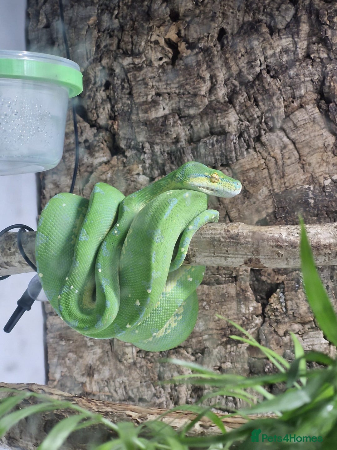 Python Snake reptiles for sale: Green tree python type Manokwari Jayapura - Image 5