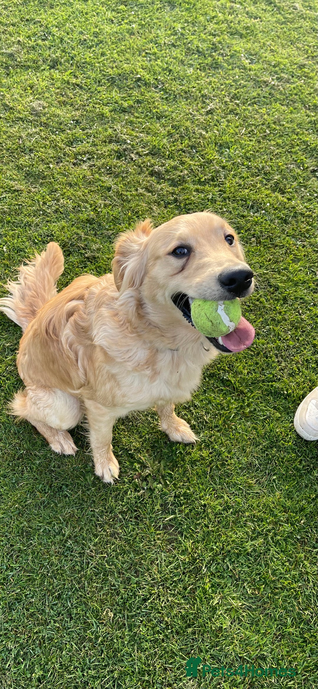 Goldador dogs for stud: Gorgeous working Goldador for stud - Advert 2