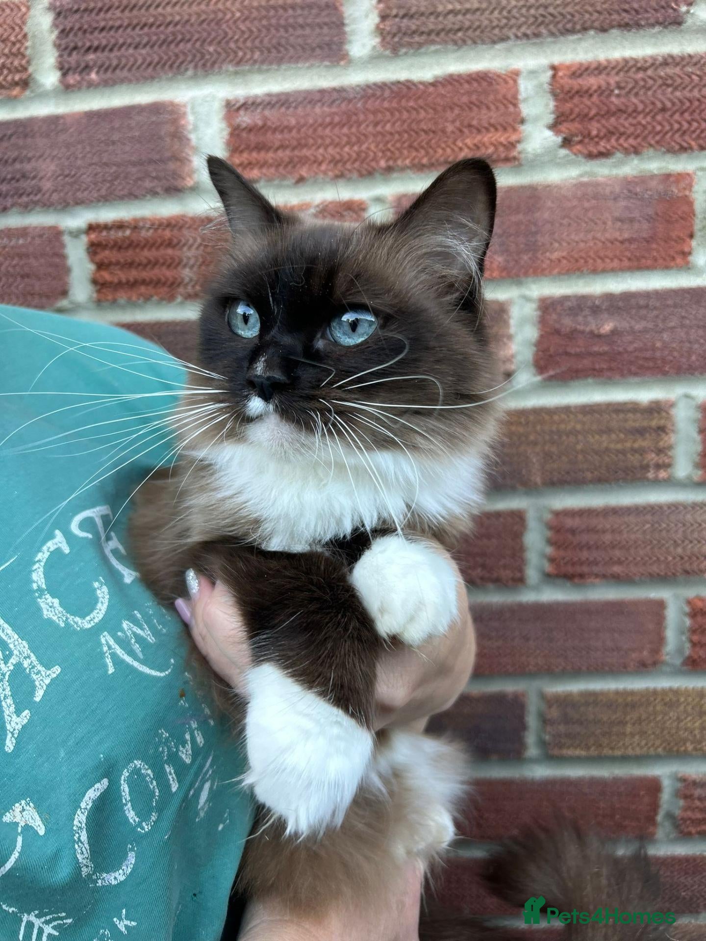 Ragdoll cats TICA Registered Seal Mink Mitted Ragdoll - Advert 13