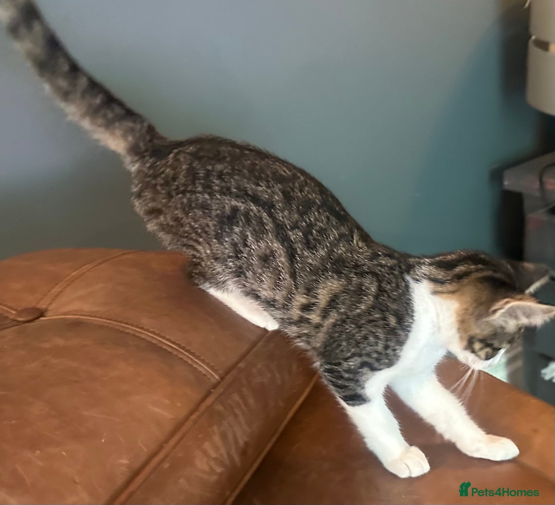 Mixed Breed cats for sale: Savannah F2 Cross - Image 5