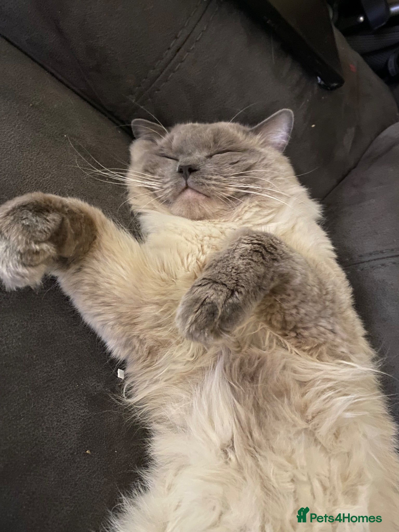 Ragdoll cats Oscar The Ragdoll Loving Boy - Advert 1