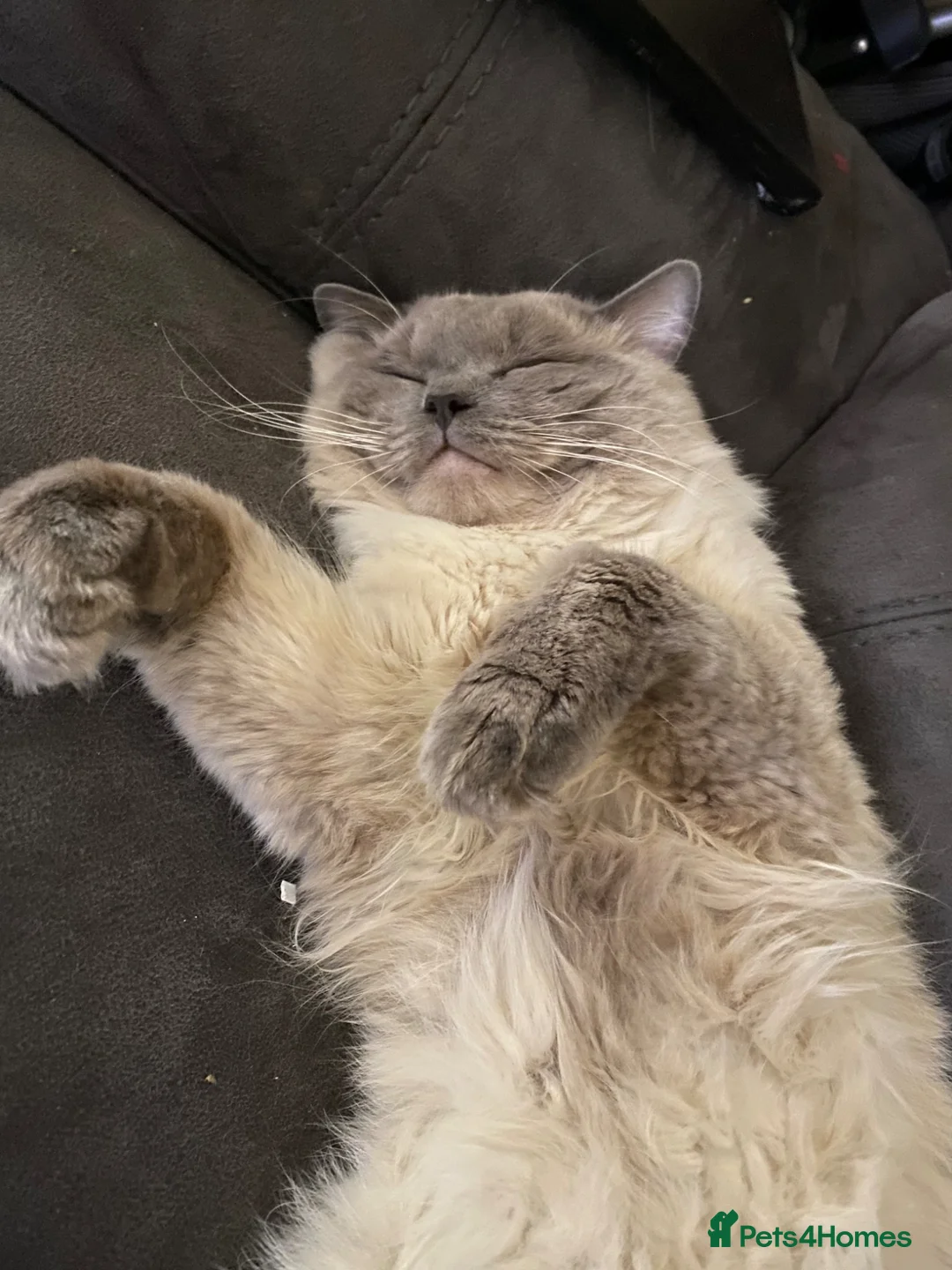 Ragdoll cats for sale: Oscar The Ragdoll Loving Boy in Enfield - Advert 1