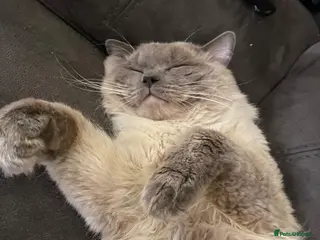 Ragdoll cats Oscar The Ragdoll Loving Boy - Advert 4