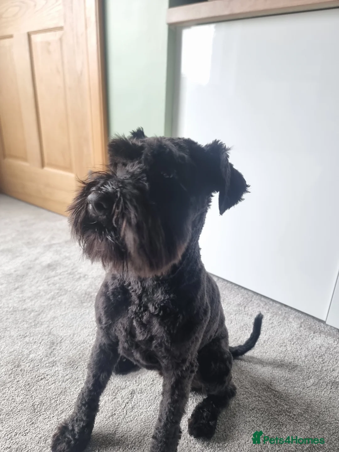 Miniature Schnauzer dogs for stud: Minature Schnauzer for Stud in Glasgow - Advert 1