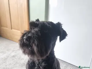 Miniature Schnauzer dogs Minature Schnauzer for Stud in Glasgow - Advert 5