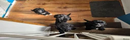 Cockapoo dogs for sale: Cockapoo Puppies for Sale - Advert 15