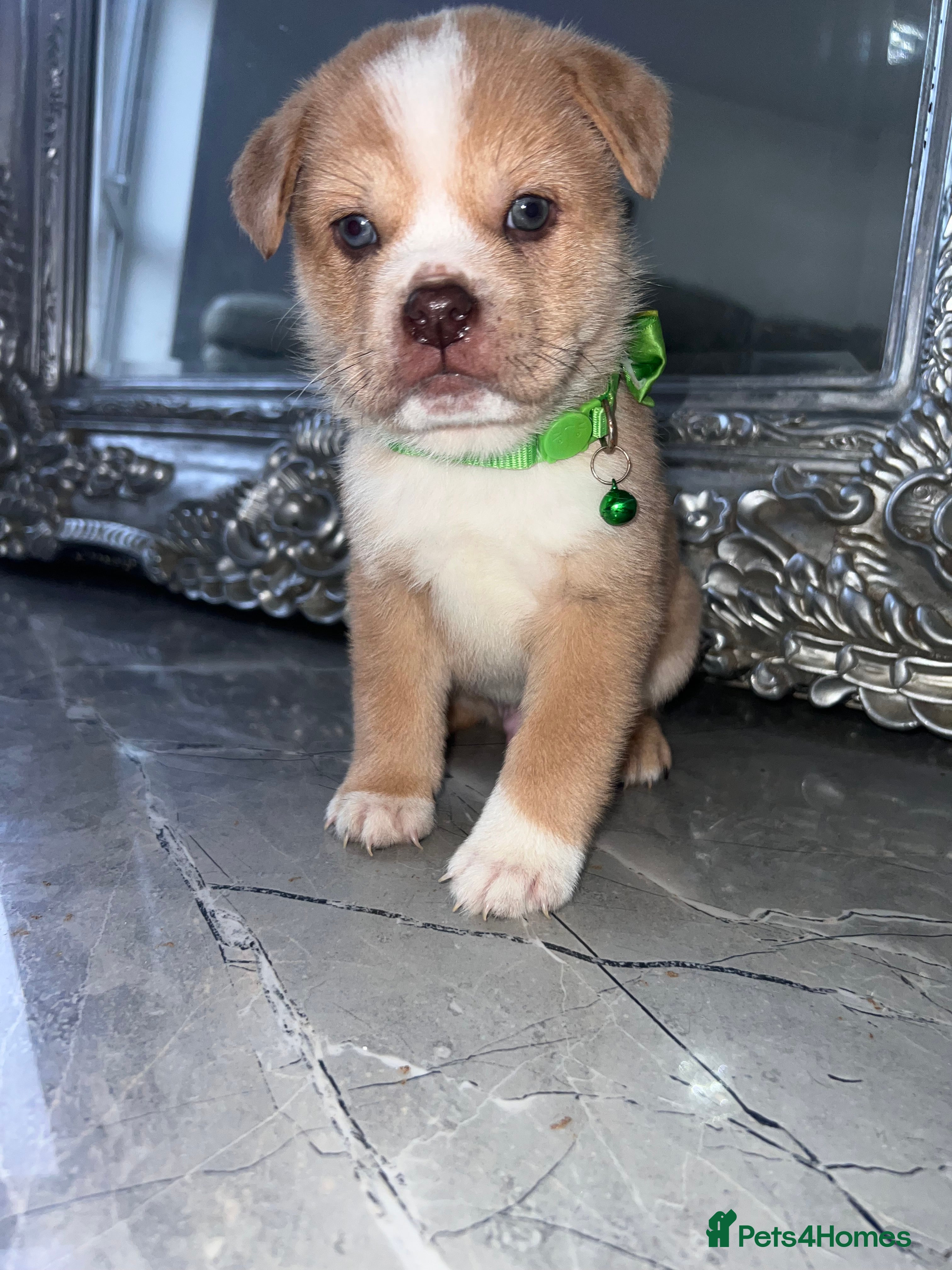 Mixed Breed dogs Unique Chow Chow × Pug READY TO LEAVE 🤍 - Advert 3