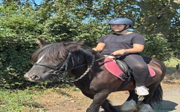 Irish Cob horses for sale: 13.1 Cob Mare - Your Child’s next Best Friend! 🩷 - Image 2