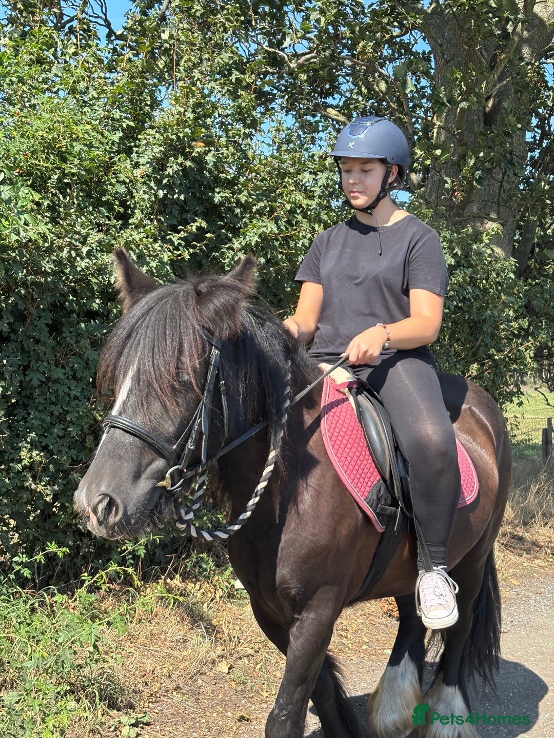 Irish Cob horses for sale: 13.1 Cob Mare - Your Child’s next Best Friend! 🩷 - Image 2