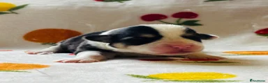 Welsh Corgi Pembroke 8