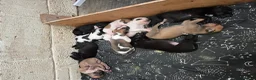 Mixed Breed dogs for sale: Bullgray colliegrey  - Advert 3