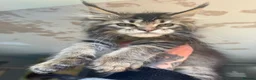 Maine Coon cats for sale: Russian Import Health Tested Loved Kittens - Advert 4