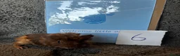 Guinea Pig rodents for sale: Babies ready 2 reserve girls&boys  - Advert 20