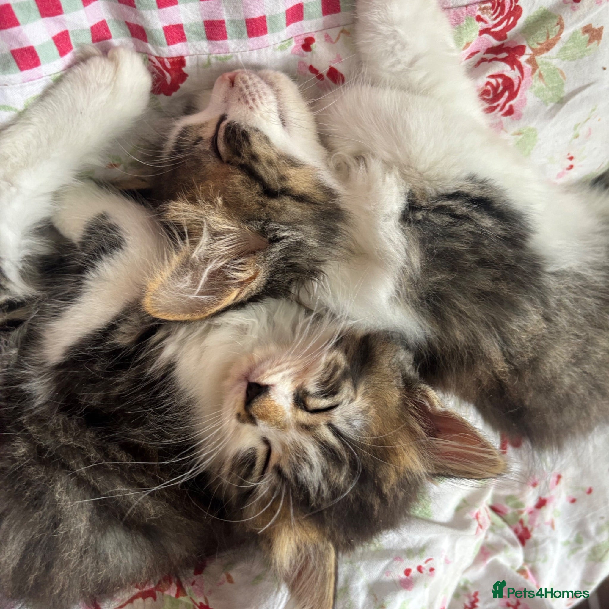 Mixed Breed cats  Tabby long fur ready to go offers excepted  - Advert 6