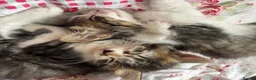 Mixed Breed cats for sale: 4 Long Hair Kittens  - Advert 12