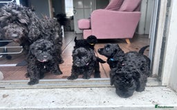 Cockapoo dogs for sale: 5 black cockapoos - Image 1