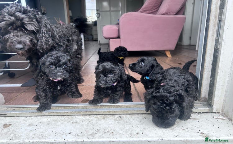Cockapoo dogs - Advert 1