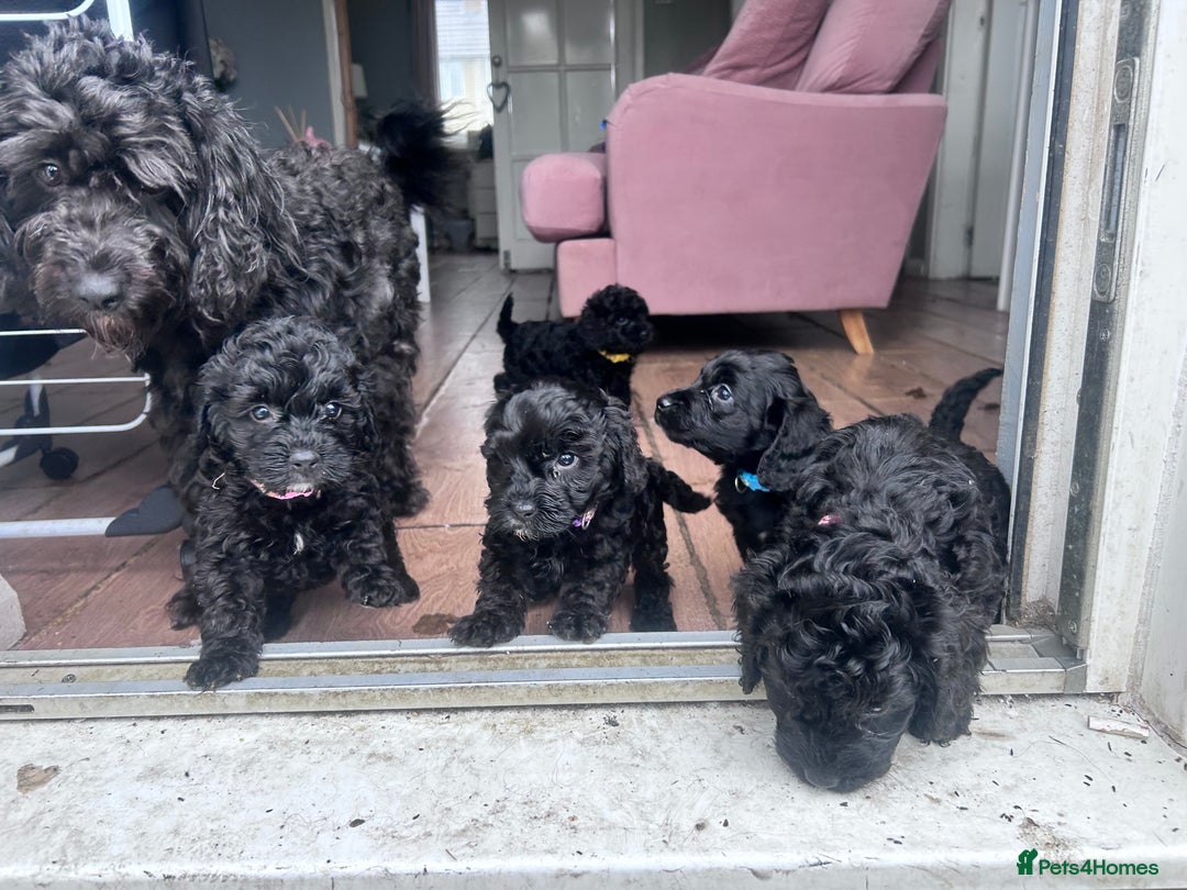 Cockapoo dogs for sale: 5 black cockapoos - Image 1