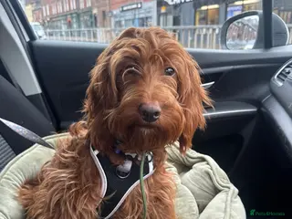 Cockapoo dogs Well Trained F1 Cockerpoo Puppy - Advert 6