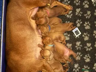 Hungarian Vizsla dogs 1 boy Vizsla KC puppy left 6 and bit weeks old. - Advert 6