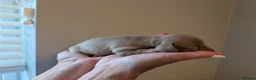Miniature Dachshund dogs for sale: 🐾 KC Registered Miniature Daachunds 🐾 - Advert 7