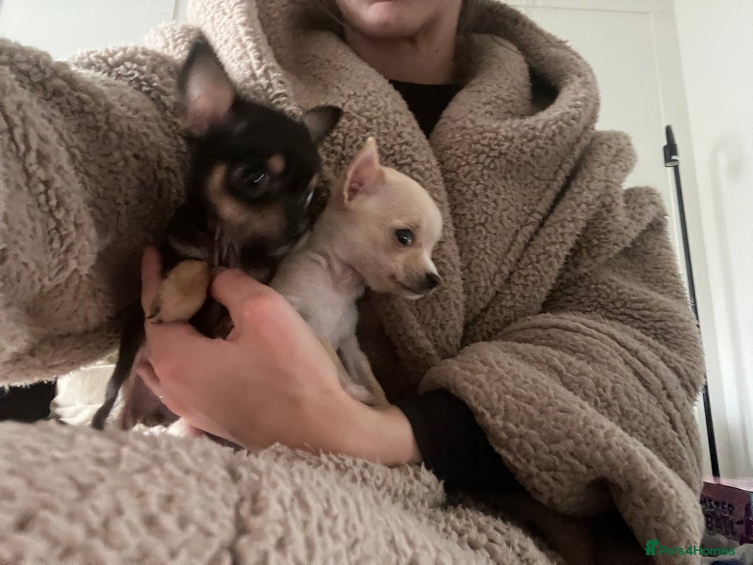 Chihuahua dogs for sale: Beautiful female chihuahua - Advert 6