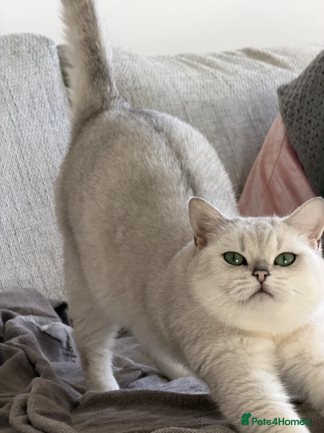 British Shorthair cats for sale: Rare coloured little boy in Rugeley - Advert 2