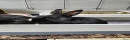 Netherland Dwarf rabbits for sale: Purebred Netherland Dwarf Doe - Advert 5