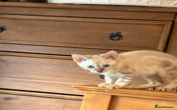 Bengal cats for sale: Snow and charcoal Bengals Registered - Image 1