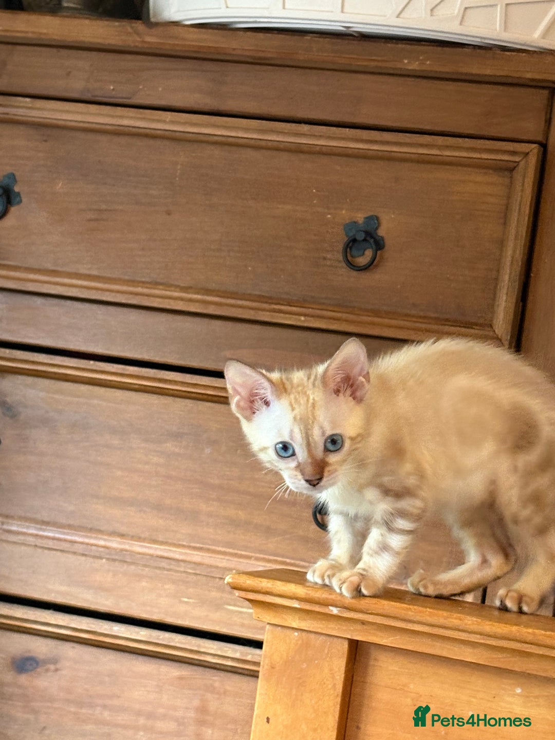 Bengal cats for sale: Snow and charcoal Bengals Registered - Image 1
