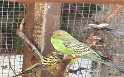 Budgerigars birds for sale: Young Budgies  - Image 14