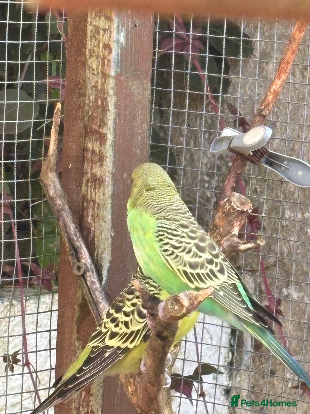 Budgerigars birds for sale: Young Budgies  - Image 14