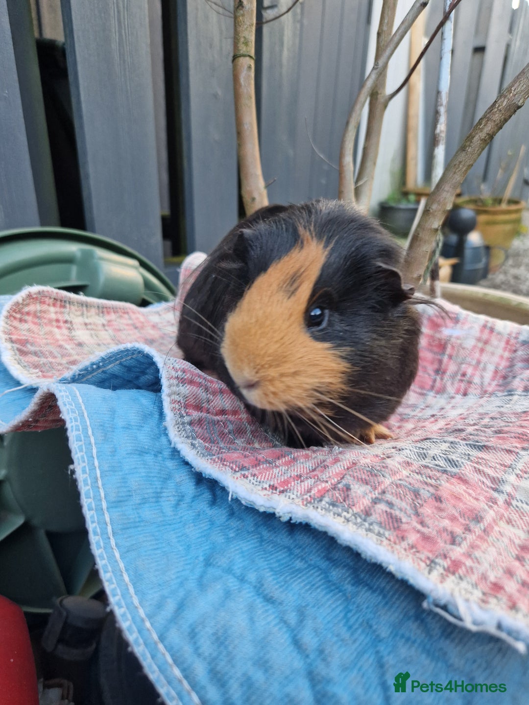 Guinea Pig rodents for sale: Beautful female guineapig  - Advert 7