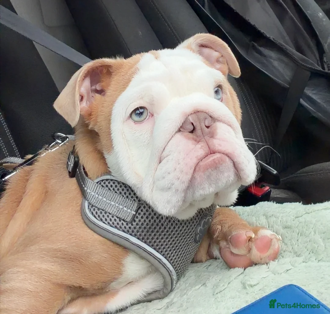 English Bulldog dogs for sale: Beautiful British Bulldog Girl  - Advert 3