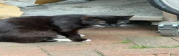 Mixed Breed cats for sale: 3 girl kittens ready to leave now  - Advert 4