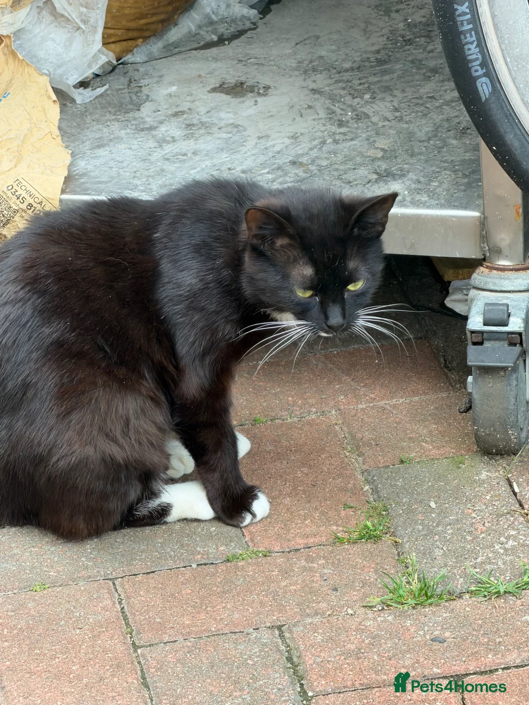 Mixed Breed cats for sale: 3 girl kittens ready to leave now  - Advert 4