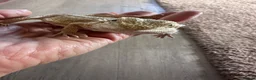 Bearded Dragon reptiles for sale: Baby Bearded Dragon 12 weeks - Advert 5