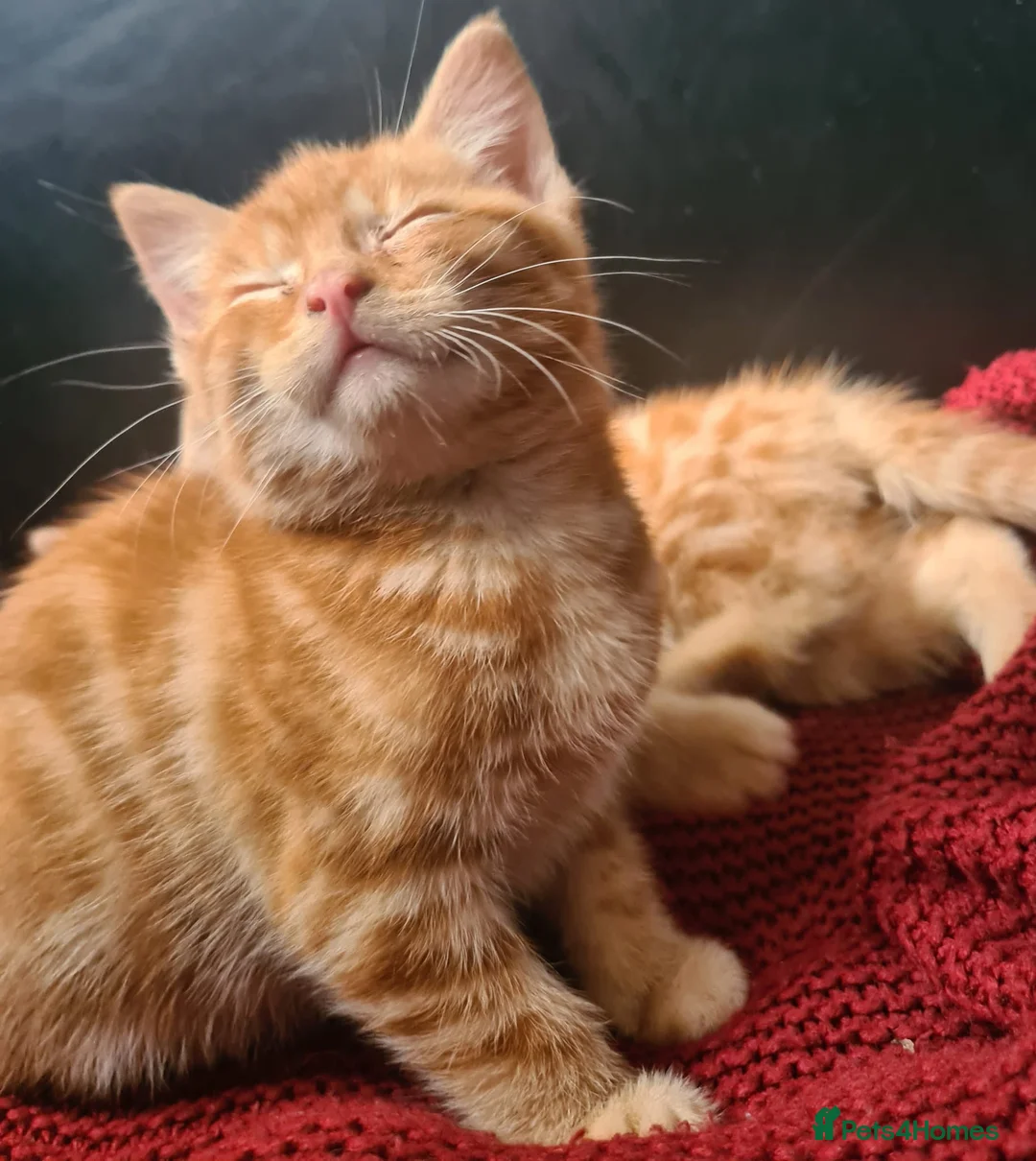 Mixed Breed cats for sale: Last ginger kittens for sale  - Advert 1