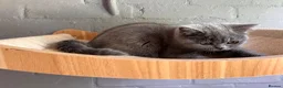 Scottish Fold cats for sale: 🐾 Last girl left £450🐾REDUCED 🩷 - Advert 4