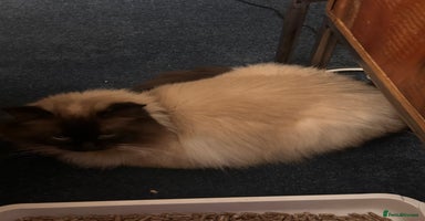 Ragdoll cats in Goole - Advert 2