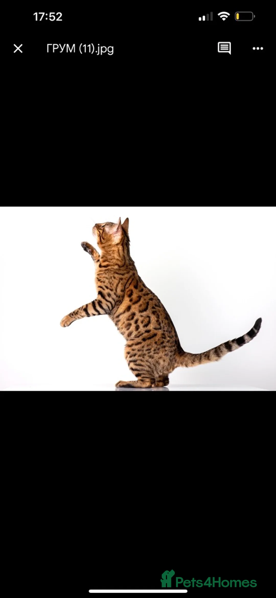Bengal cats for stud: Stud cat Tica actives 5 generations pedigree  in Barnsley - Advert 17