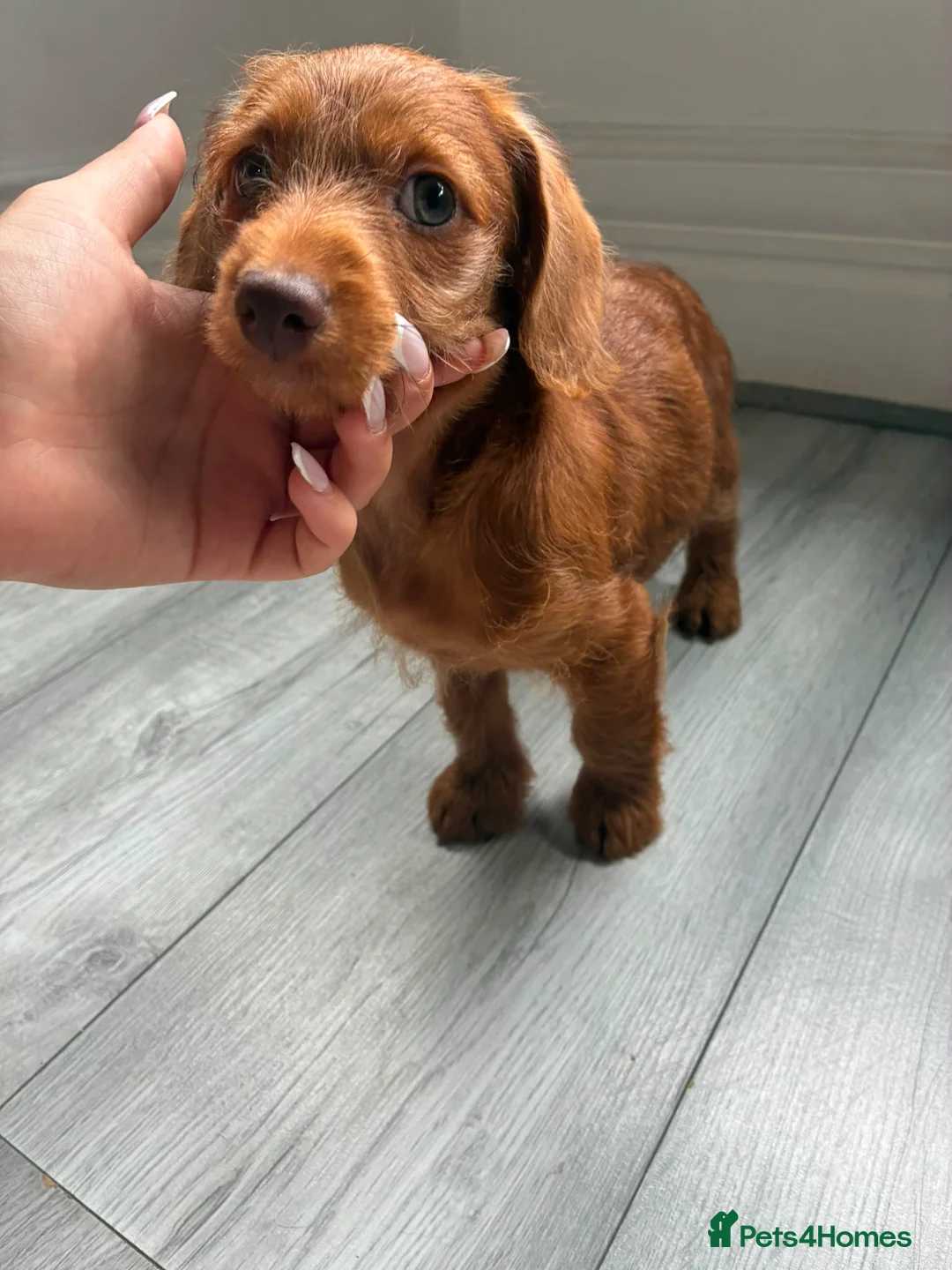 Mixed Breed dogs for sale: Last girl left Doxiepoo red girl ready now  in Westcliff-on-Sea - Advert 2