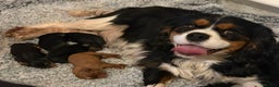 Cavalier King Charles Spaniel dogs for sale: KC King Charles Cavalier Puppies for sale  - Advert 25